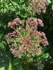 Eutrochium dubium