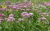 Eutrochium dubium
