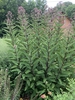 Form
