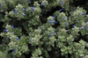 Evolvulus 'Blue My Mind'