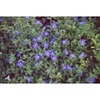 Evolvulus glomeratus 'Blue Daze'