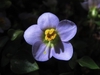 close-up of a small purplish flower.