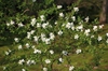 Exochorda racemosa