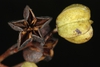 Fruit capsule (Moore County, NC)-Early Fall