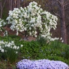 Form of the shrub in bloom