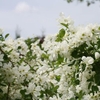 Branches with many white flowers