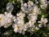 Large, white, 5-petaled flower with a green hypanthium.