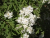 Flower and Leaf