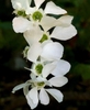 Large, white, 5-petaled flower with a green hypanthium.