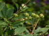 Leaves, stem and fruit