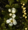 Flower and buds