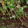 Stems