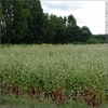 Field of buckwheat