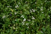 Form