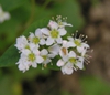 Fagopyrum esculentum-Flowers