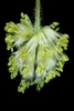 Male flowers (Lindley Park, Greensboro, NC)-Mid Spring