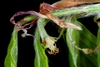 Female flower (Lindley Park, Greensboro, NC)-Mid Spring