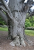 Fagus grandifolia