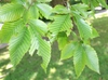 Leaves of F. grandifolia