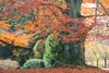 Fall color