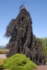 Fagus sylvatica