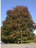 Fagus sylvatica