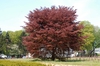 Fagus sylvatica 'Roseomarginata' Tree