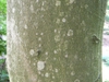 Bark of F. sylvatica