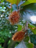 Fruits with spiny cover