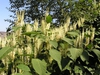Plant in bloom