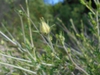 Flower bud and stems