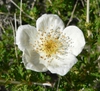 Close up of flower
