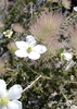 Flowers and seed heads
