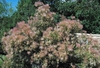 Form