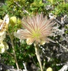 Seed head