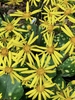 'Kagami Jishi' Flowers - Fall - Wake Co. - NC