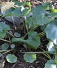 Farfugium japonicum