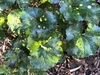 Farfugium japonicum