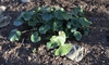 Farfugium japonicum