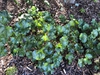 Farfugium japonicum