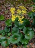 Flowers and leaves of F. japonicum