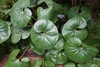 Leaves of F. 'Giganteum'