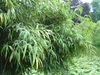 Form