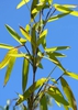 Leaf and stem