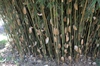Fargesia robusta
