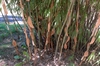 Fargesia Scabrida