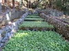 Mass cultivation in February in Shizuoka, Japan