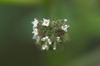 Fatoua villosa flowerhead