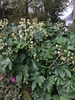 Large shrub with coarse, palmately lobed leaves