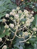 Compound umbel flower stalk. Flowers white.